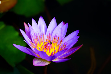 water lily