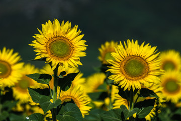 Fototapeta premium sun in color