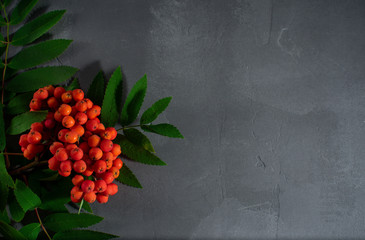 Gorgeous, beautiful, bright red rowan branch with green leaves on a dark concrete background. Macro shot of a flowering mountain ash.