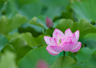 Obraz premium water lily