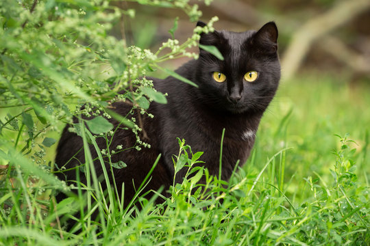 Beautiful bombay black cat portrait with yellow eyes and attentive insight look in green grass in nature	