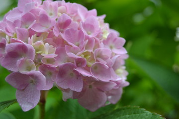 pink flower in the garden