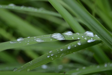 dew on green grass