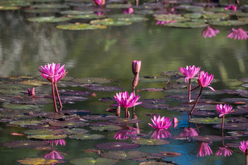 Water lily