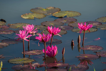 Water lily