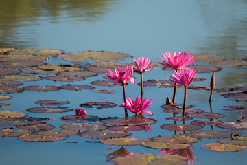 Water lily