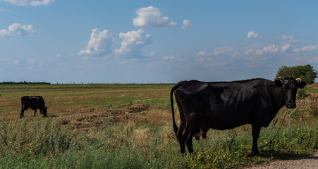 black cow grazes in the field, farm