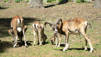 Wildtiere
