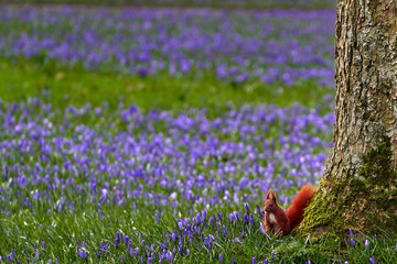 Husum Crocus Flower Festival