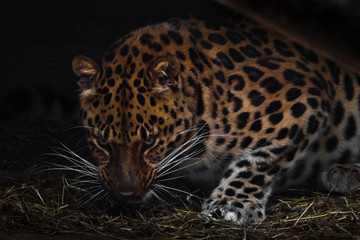 Leopard in the night. Far Eastern leopard growls evilly at you from the dark. anger of a dangerous rare cat