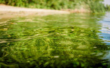 Ecological crisis. Swampy river