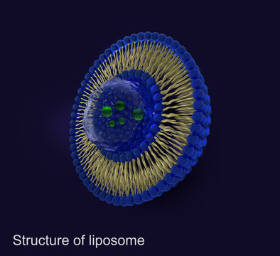 Structure of liposome, 
