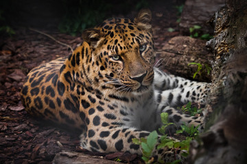 Leopard (Far Eastern leopard) imposingly lies in the twilight on the ground and looks at you, a beautiful predatory cat on vacation