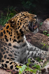 A leopard roar (Far Eastern leopard) lies in the gloom on the ground and growls, opening a huge mouth with large fangs,