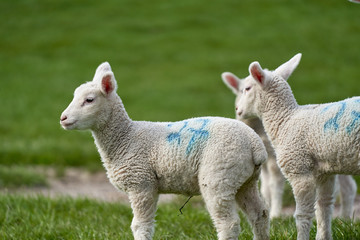 Fototapeta premium Northern Germany Lamb