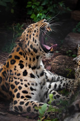 A leopard roar (Far Eastern leopard) lies in the gloom on the ground and growls, opening a huge mouth with large fangs,