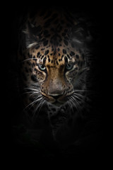 Fototapeta na wymiar Leopard in the night. A Far Eastern leopard is hunting in the dark. A beautiful predatory cat is creeping up isolated on a black background.