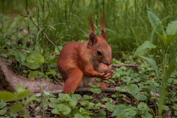 Fototapeta premium orange squirrel. flurry squirrel holds in its paws a big walnut sitting on green grass in the forest