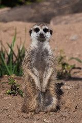Fototapeta premium Sentry at the post. A watchful peppy meerkat (Timon) on a sandy desert background is watching closely.