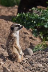 A touching and attentive eye glistens. A watchful  peppy meerkat (Timon) on a sandy desert background is watching closely.
