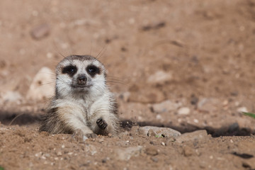 peeps out of trench shelter A watchful  peppy meerkat (Timon) on a sandy desert background is...