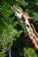 Giraffe's neck close-up, the animal regales itself with juicy green foliage from a tree,  colors are yellow orange and green.