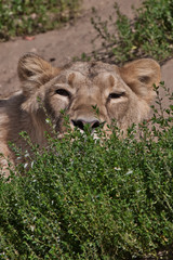 hungry lioness squinted in ambush while hunting for a bunch of grass.