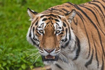 Fototapeta na wymiar Tiger face close-up, brightly big cat on a background of emerald grass.
