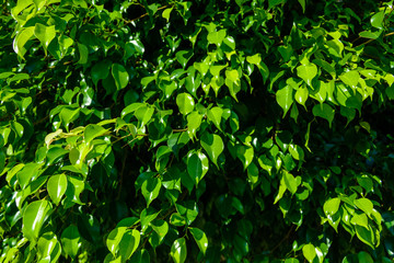 Fototapeta na wymiar background of bright green leaves of Benjamin ficus