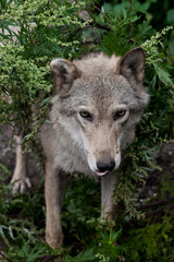 Obraz premium Head (muzzle) peeps out closeup. she-wolf (female wolf) against the background of summer greenery.