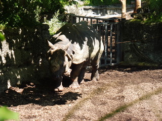 Nashorn