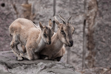 Naklejka na ściany i meble female goat with a cub (vintorny goat, marhur) on a rock
