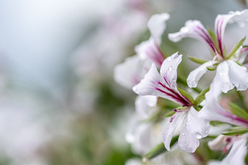 Fototapeta premium Macro photo of small white flower in spring