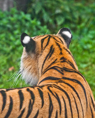 View from the point of view of a tiger on a hunt (view from behind, behind), a red tiger and greenery of the grass jungle . You are a tiger.