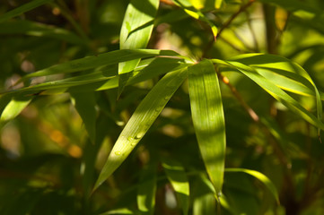 Sydney Australia, close up of raindrops on bamboo leaves