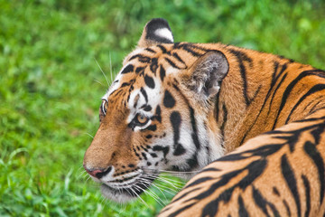 Tiger face close-up in profile a huge red face of a predatory beast against a background of emerald green, proud look.