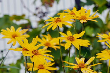 Jerusalem artichoke
