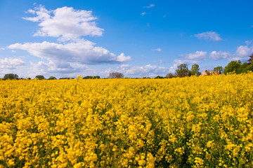 Obraz premium Rapsfeld