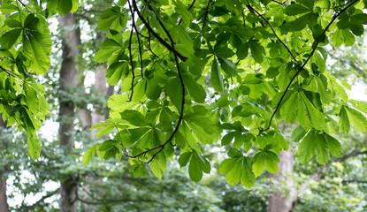 Overhanging horse chestnut tree branches and leaves in the woods.