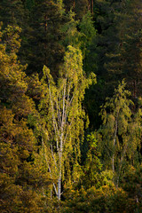 silver birch