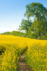 Eiche und Rapsfeld