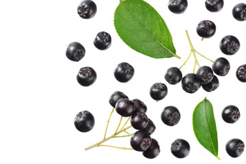 Chokeberry with green leaves isolated on white background. Black aronia. Top view