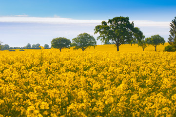 Rapsfeld mit Baum