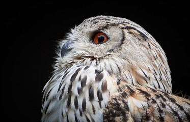 Fototapeta premium Side portrait and close-up of a Siberian eagle-owl (Bubo bubo sibiricus) looking left and isolated against black background