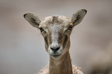 Young fallow deer close-up portrait (Dama dama) in Germany