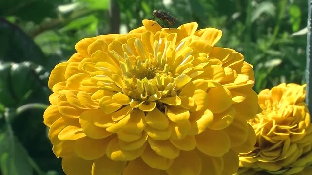 Auf einer gelben Zinnie tummelt sich eine Schmei&szlig;fliege
