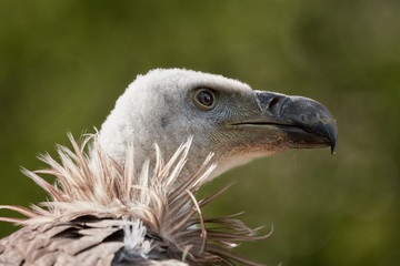 Side view close-up of a Griffon vulture (Gyps fulvus) on green natural background
