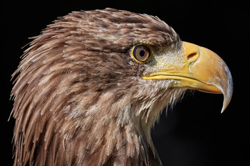 Close-up side view of a Steppe eagle (Aquila nipalensis) isolated on black background