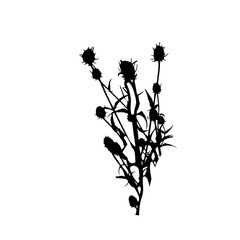 Black teasel plant silhouette isolated on white background