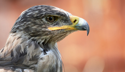 Close-up side view of a Rough Legged Buzzard (Buteo lagopus)
